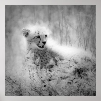 Poster Cubo de Cheetah