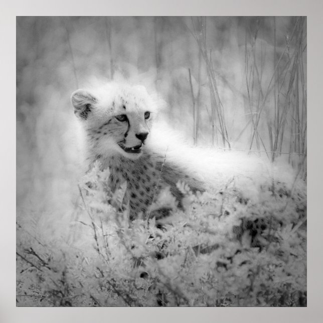 Poster Cubo de Cheetah (Frente)