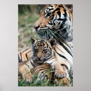 Pôster Cubo de Tigre