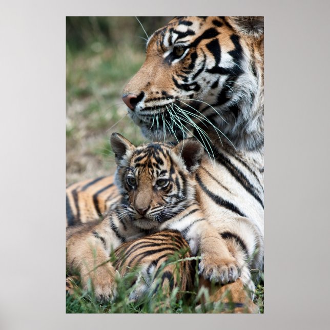 Pôster Cubo de Tigre (Frente)