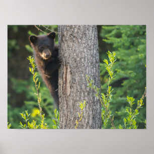 Poster Cubo do Urso Negro em Springtime