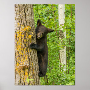 Poster Cubo do Urso Negro Minnesota
