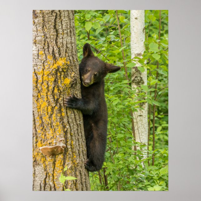 Poster Cubo do Urso Negro | Minnesota (Frente)
