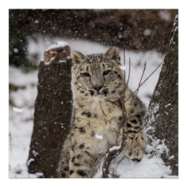 Pôster Cubo Leopardo de Neve