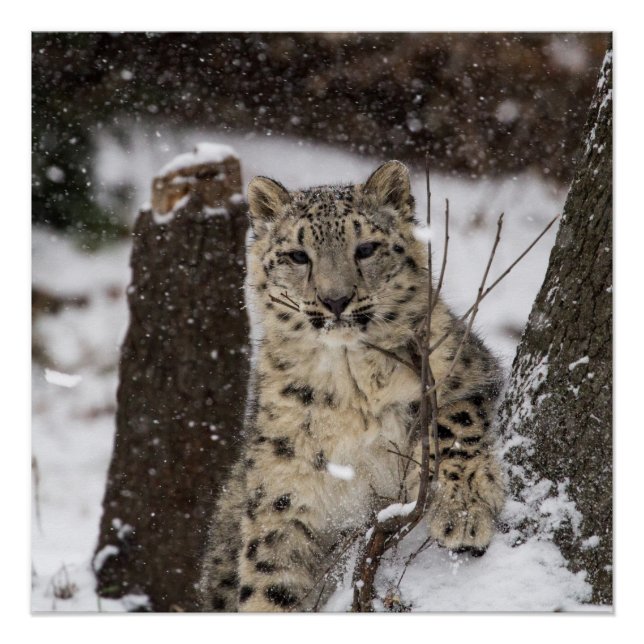 Pôster Cubo Leopardo de Neve (Frente)