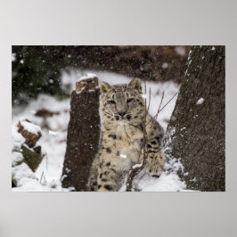Pôster Cubo Leopardo de Neve