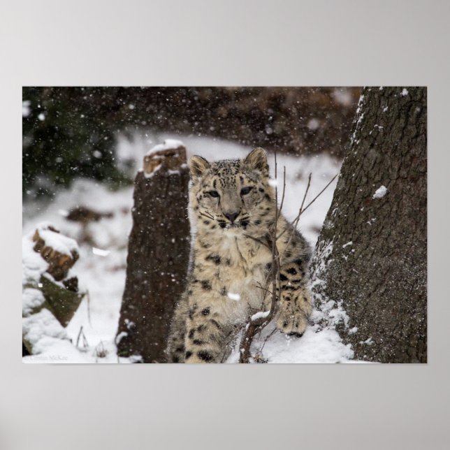 Pôster Cubo Leopardo de Neve (Frente)