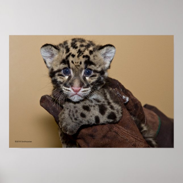 Poster Cubo Leopardo Nublado (Frente)