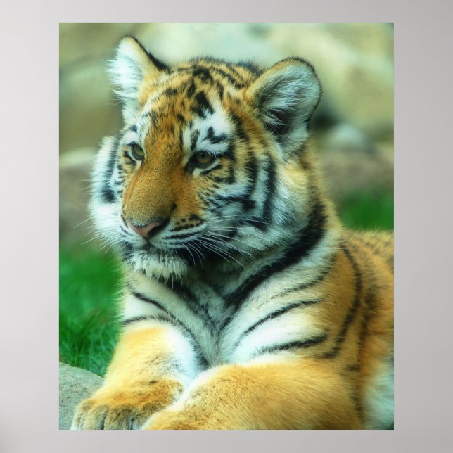 Poster Cubo Tigre (Frente)