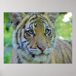 Poster Cubo Tigre Fechar Retrato