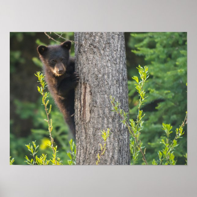 Poster Cubo Urso Negro em Springtime (Frente)