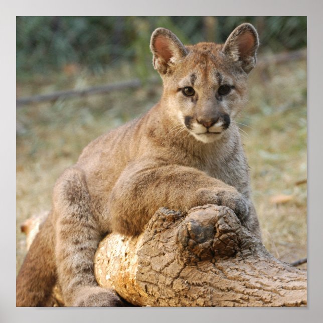 Poster cubocharuto4-10x10 (Frente)