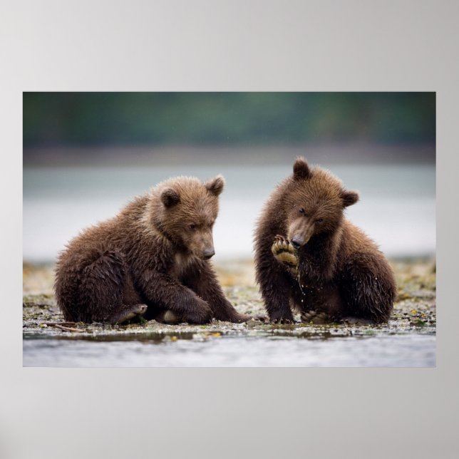 Poster Cubs-Urso-Marrom pela Corrente (Frente)