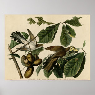 Poster Cuco Amarelo-Faturado os pássaros de América