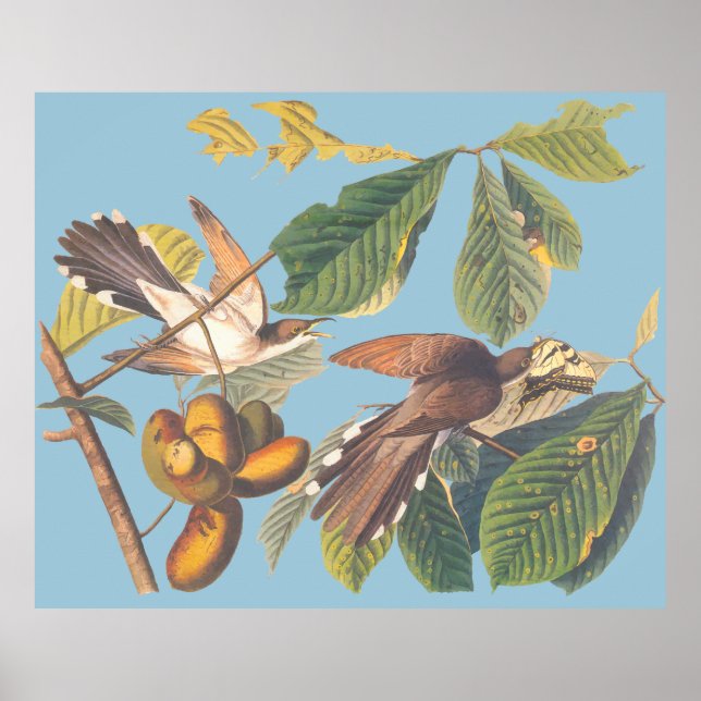 Poster Cuco Cobrado Amarelo Audubon (Frente)