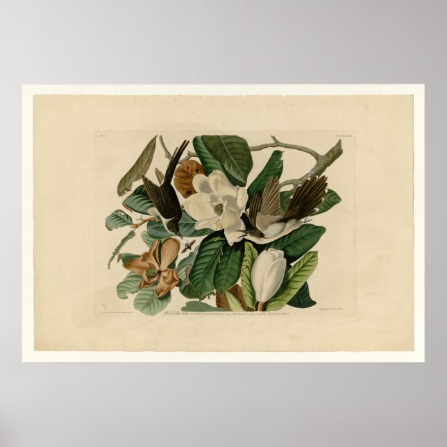 Pôster Cuco de bico preto (Frente)