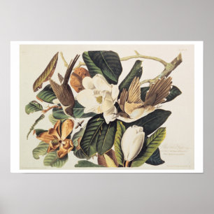 Pôster cuco Preto-faturado na magnólia Grandiflora, 1828