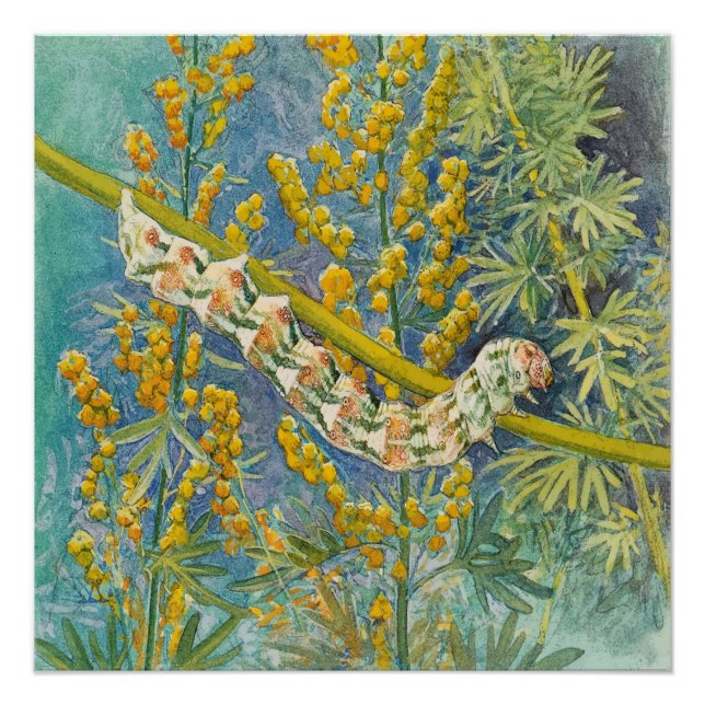 Pôster Cucullia Absinthii Wormwood Caterln (Frente)