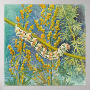 Poster Cucullia Absinthii Wormwood Caterln