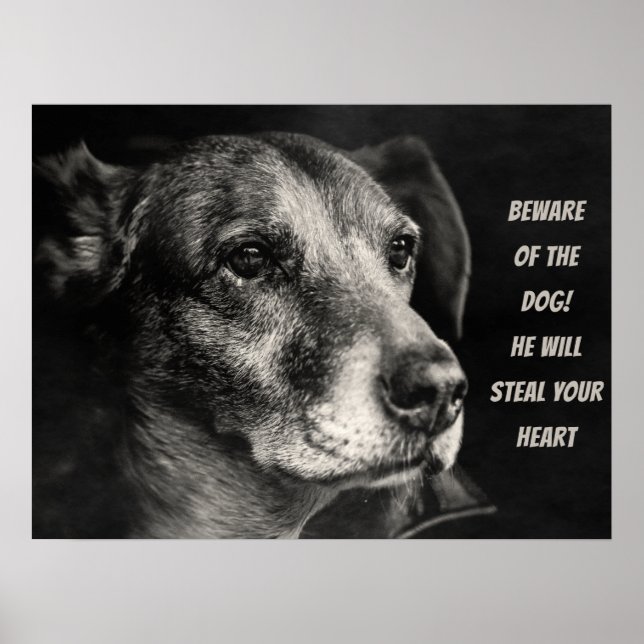 Poster Cuidado com o cão, foto personalizada de animais d (Frente)