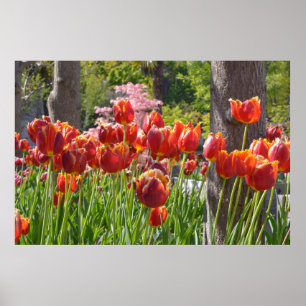 Poster Cultivated of red and yellow tulips