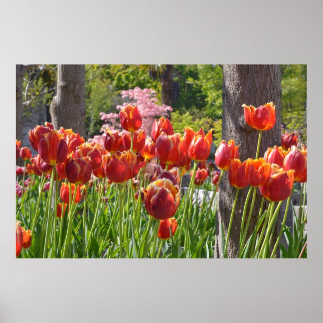 Poster Cultivated of red and yellow tulips (Frente)