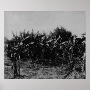 Pôster Cultivo da banana, Trinidad, c.1891