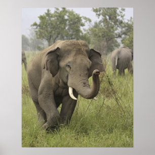 Pôster Cumprimento de Elefante Asiático Indiano