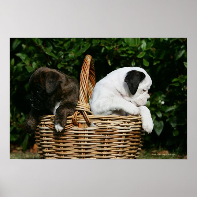 Poster Cuppies de Boxer no cesto (Frente)