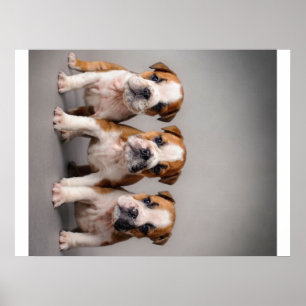 Poster Cuppies de Bulldog Cortes Presente para adultos