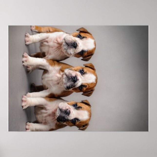 Poster Cuppies de Bulldog Cortes | Presente para adultos  (Frente)