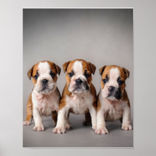 Poster Cuppies de Bulldog Cortes Presente para adultos