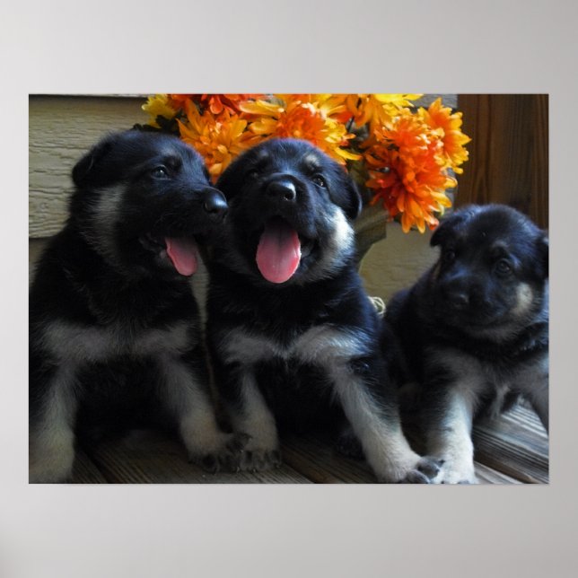 Poster Cuppies de German shepherd (Frente)