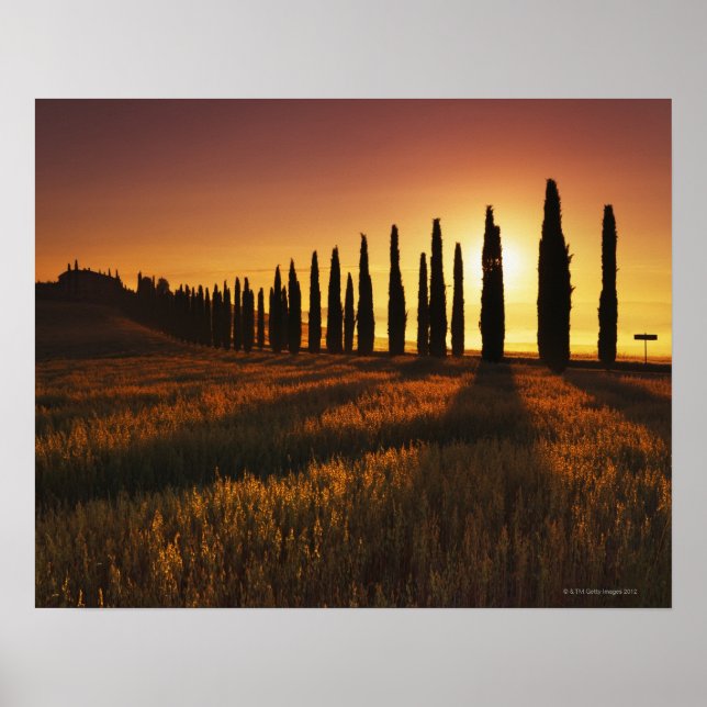 Poster (cupressus sempervirens) - Europa, Itália, (Frente)