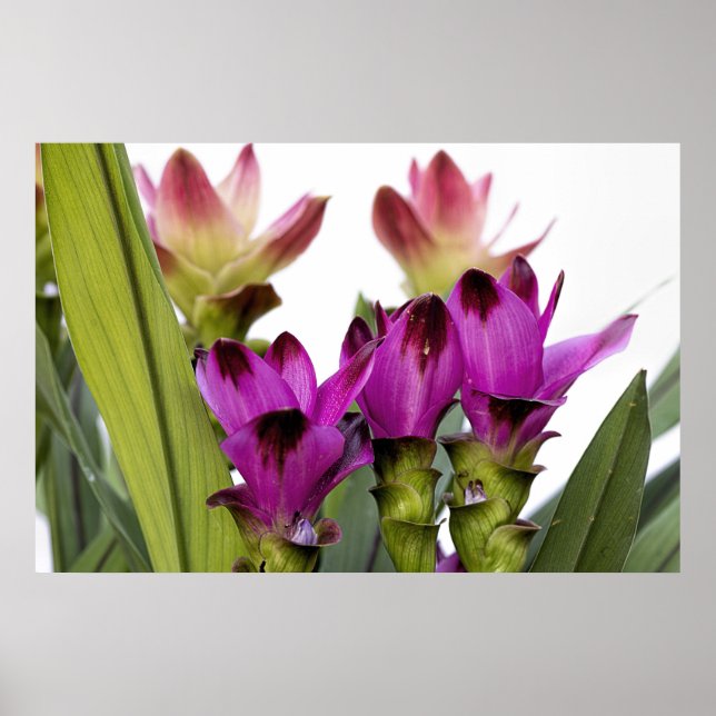 Poster Curcuma (Frente)