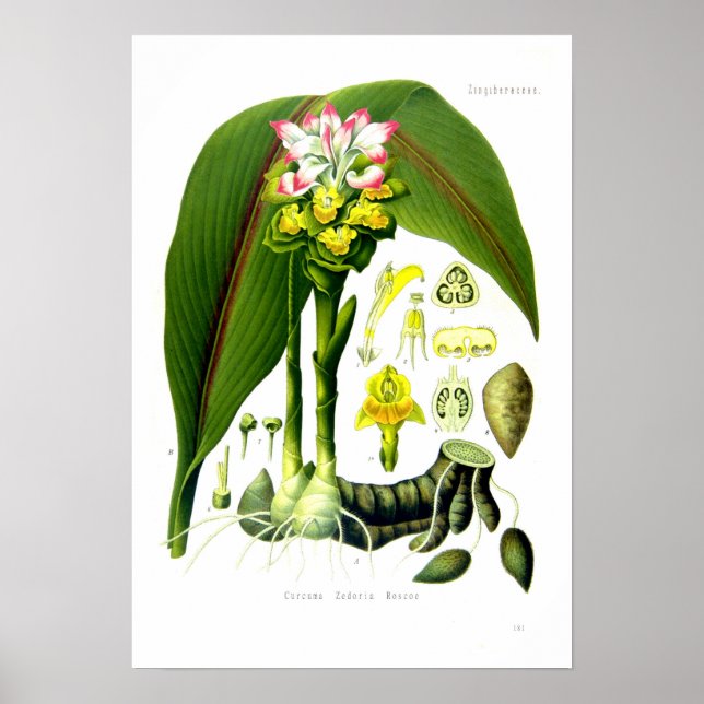 Poster Curcuma zedoaria (Frente)