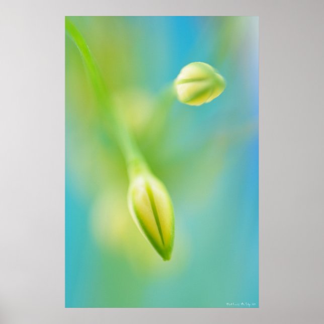 Poster Curiosidade Desfocada (Frente)