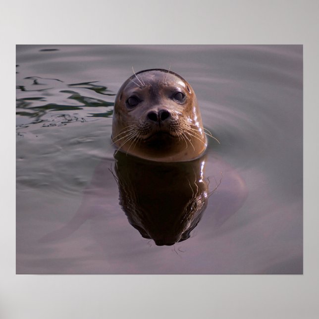 Poster Curioso (Frente)