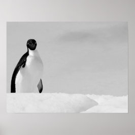 Poster Curioso Adelie Penguin em pé na neve antártica