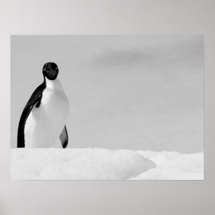 Poster Curioso Adelie Penguin em pé na neve antártica
