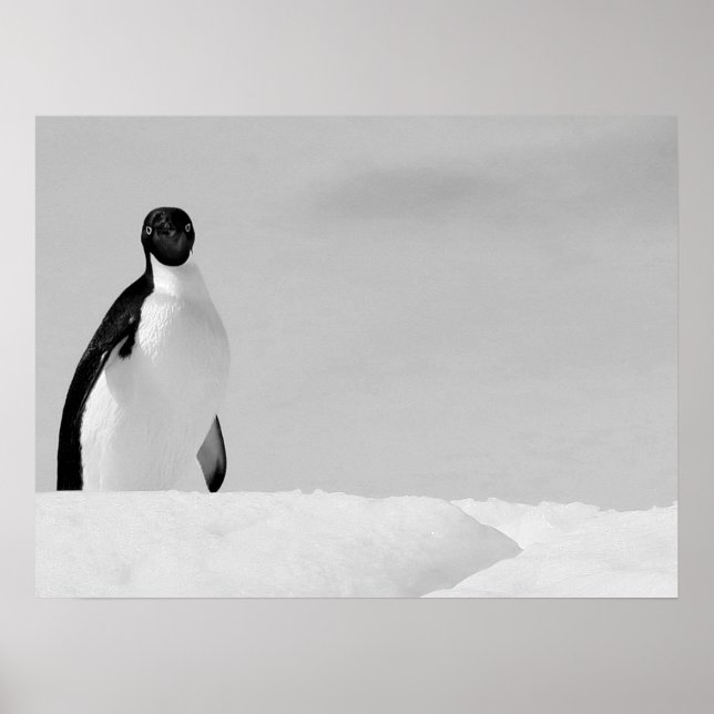 Poster Curioso Adelie Penguin em pé na neve antártica (Frente)