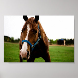 Poster Curioso castanheiro