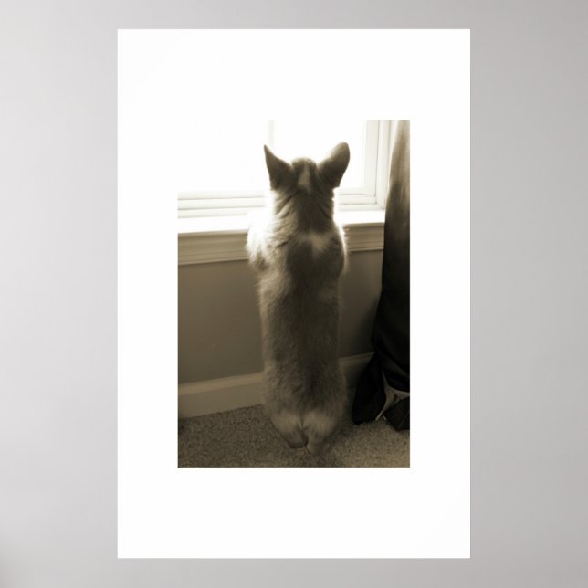 Pôster Curioso Corgi (Frente)