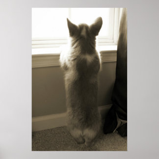 Poster Curioso Corgi