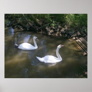 Poster curioso das cisnes