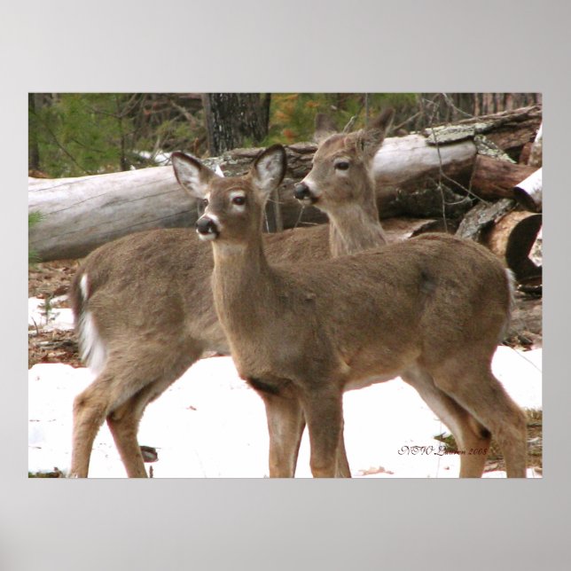 Poster Curioso Deer (Frente)