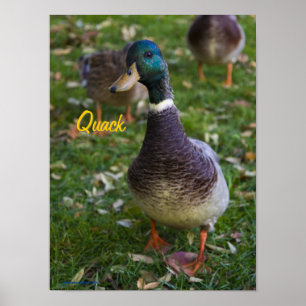Poster curioso do pato