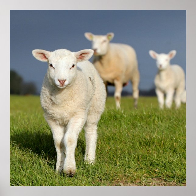 Pôster Curioso Lamb (Frente)