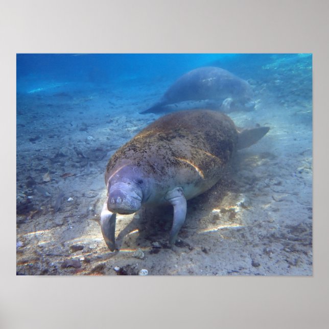Poster Curioso Manatee (Frente)