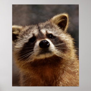 Poster Curioso Raccoon